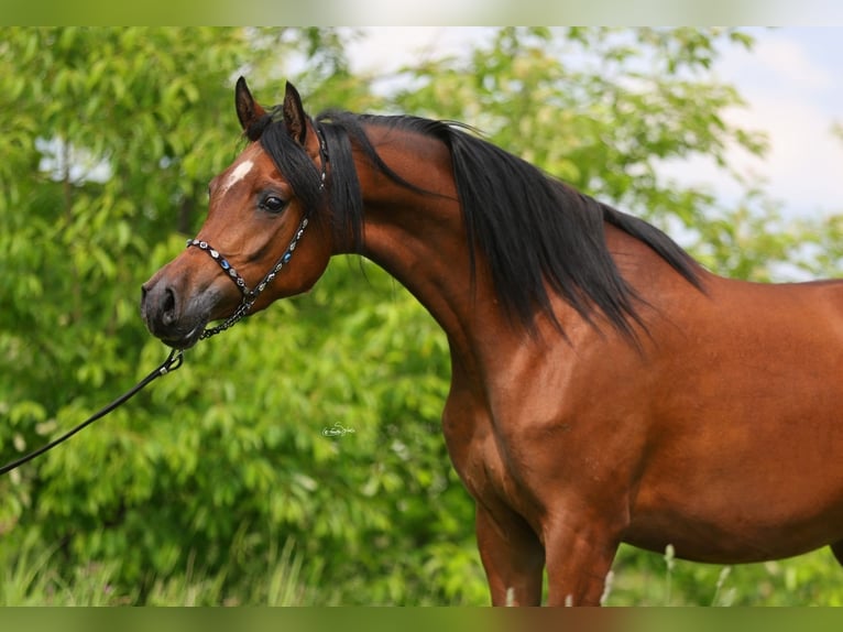 Pur-sang arabe Jument 4 Ans 156 cm Bai in LODZ