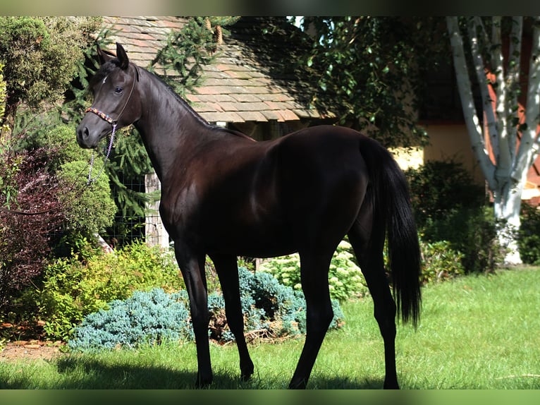 Pur-sang arabe Jument 4 Ans 158 cm Noir in Santok