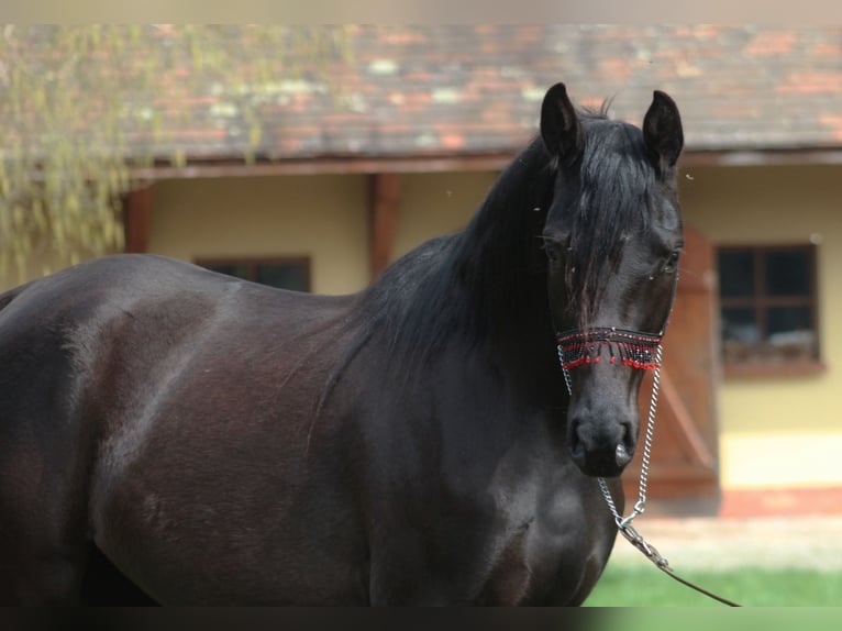 Pur-sang arabe Jument 4 Ans 158 cm Noir in Santok