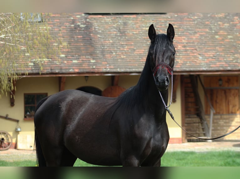 Pur-sang arabe Jument 4 Ans 158 cm Noir in Santok