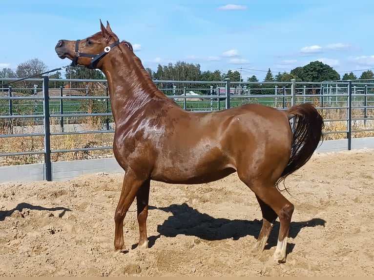 Pur-sang arabe Jument 4 Ans Alezan in Gent