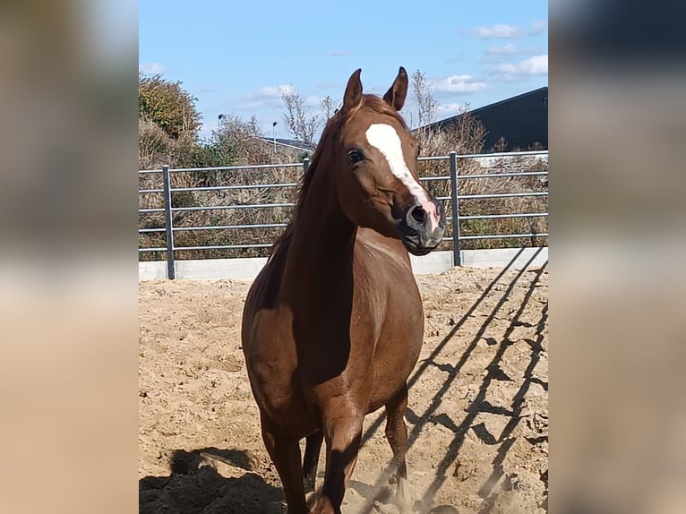 Pur-sang arabe Jument 4 Ans Alezan in Gent