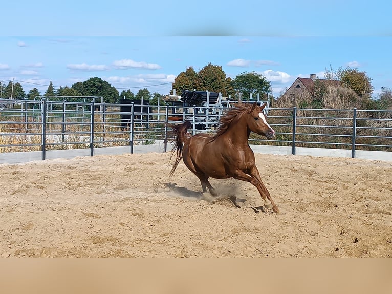 Pur-sang arabe Jument 4 Ans Alezan in Gent