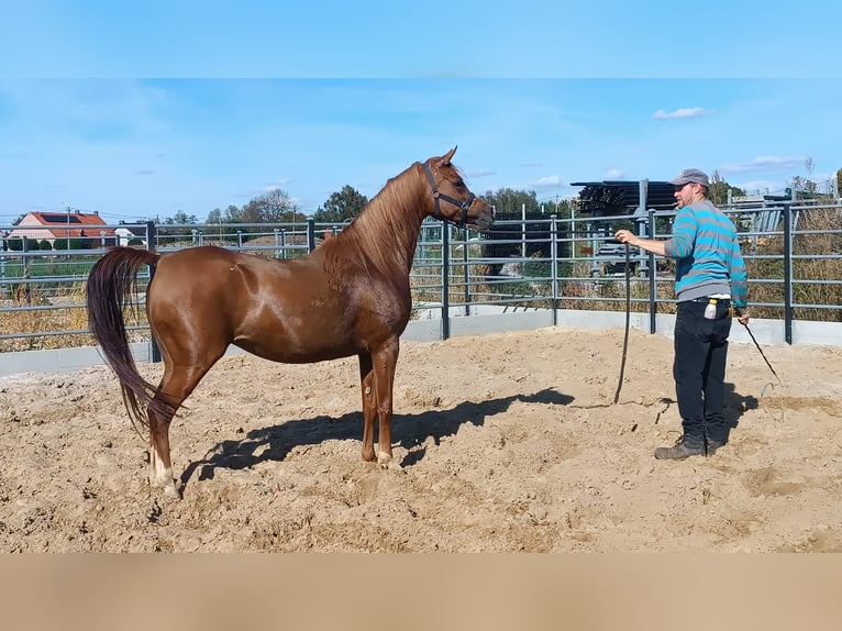 Pur-sang arabe Jument 4 Ans Alezan in Gent