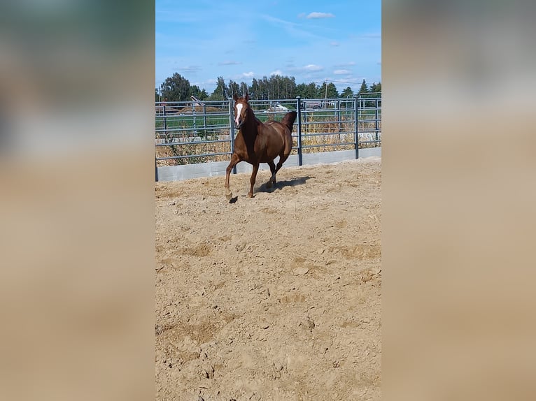 Pur-sang arabe Jument 4 Ans Alezan in Gent