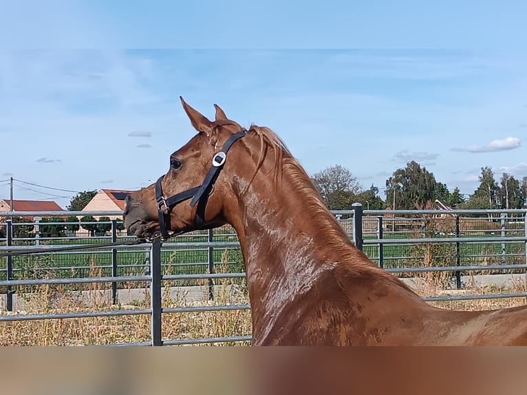 Pur-sang arabe Jument 4 Ans Alezan in Gent