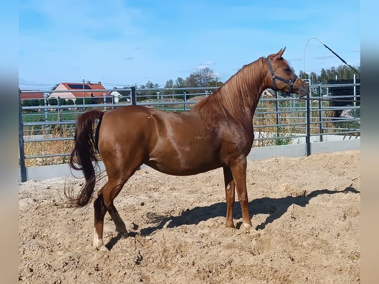 Pur-sang arabe Jument 4 Ans Alezan in Gent