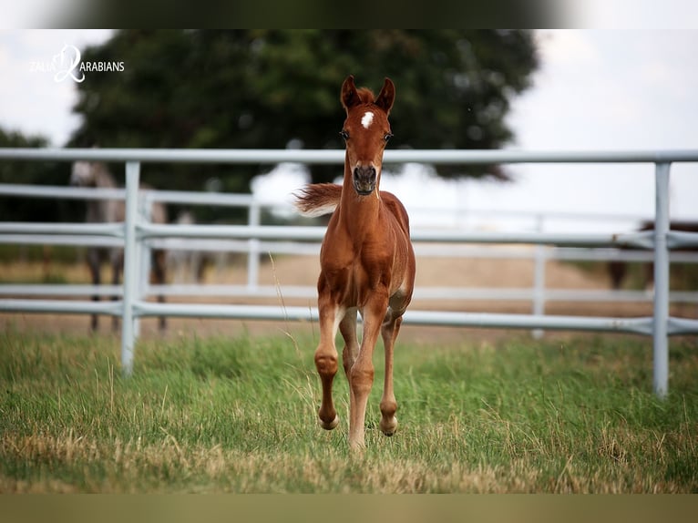 Pur-sang arabe Jument 4 Ans Alezan in Strykow