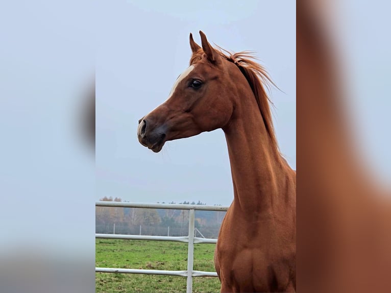 Pur-sang arabe Jument 4 Ans Alezan in Strykow