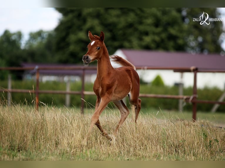 Pur-sang arabe Jument 4 Ans Alezan in Strykow