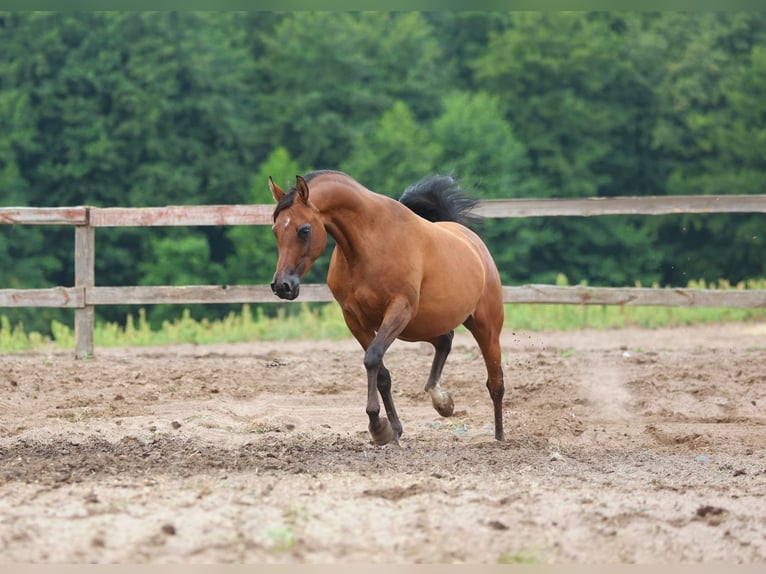 Pur-sang arabe Jument 4 Ans Bai cerise in JEZOW