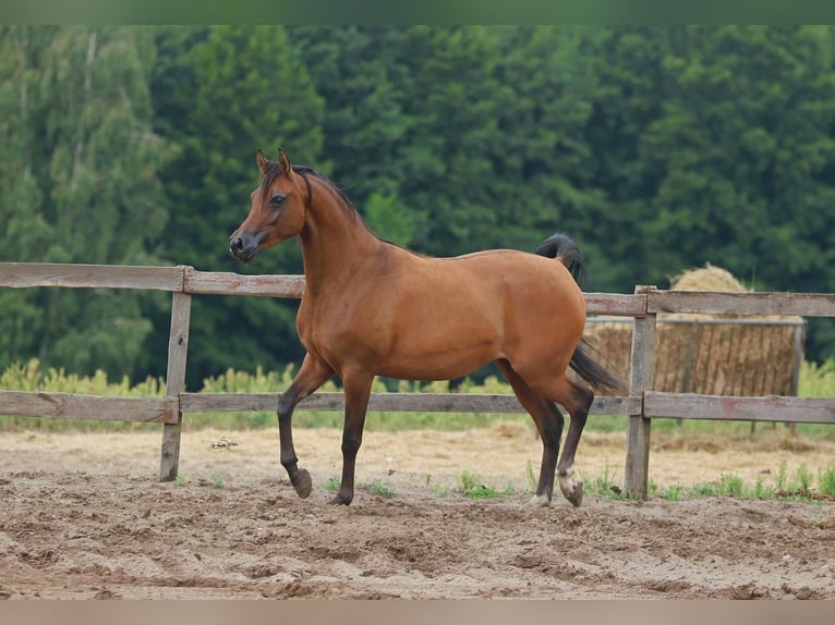 Pur-sang arabe Jument 4 Ans Bai cerise in JEZOW