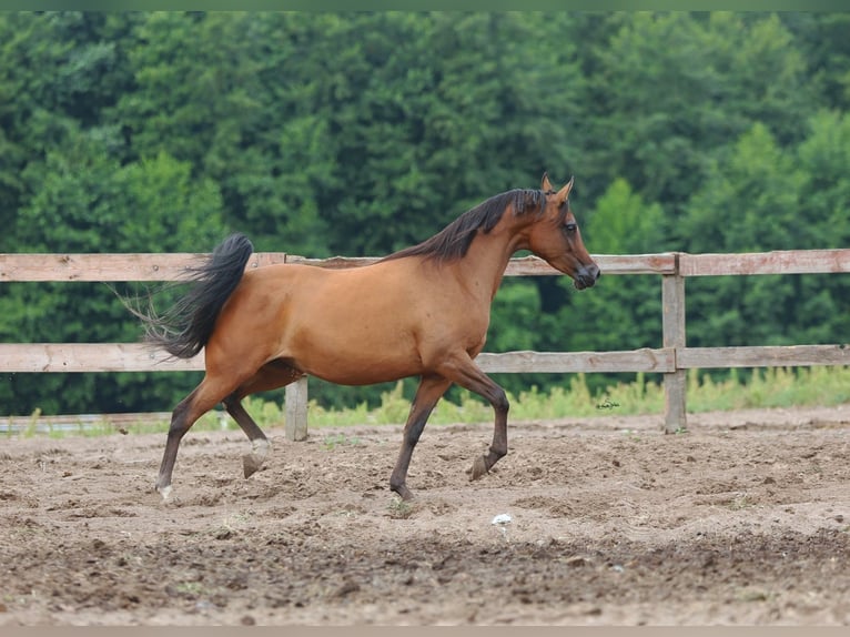 Pur-sang arabe Jument 4 Ans Bai cerise in JEZOW