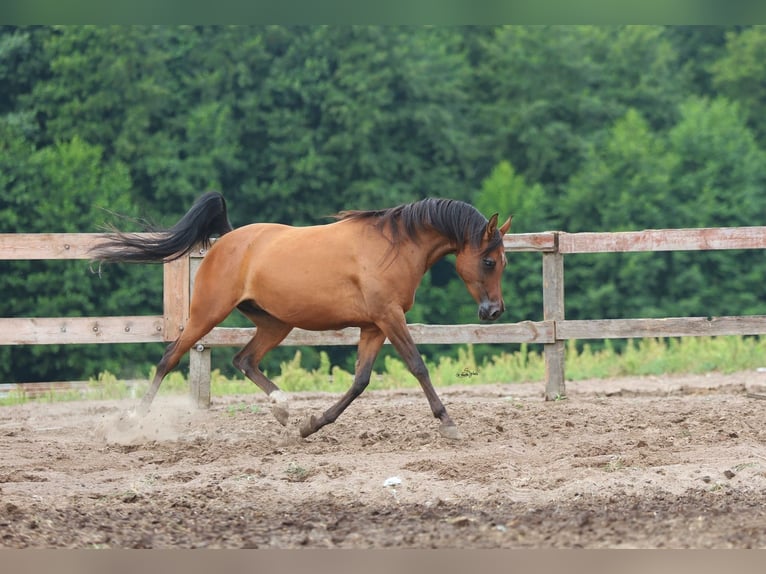 Pur-sang arabe Jument 4 Ans Bai cerise in JEZOW