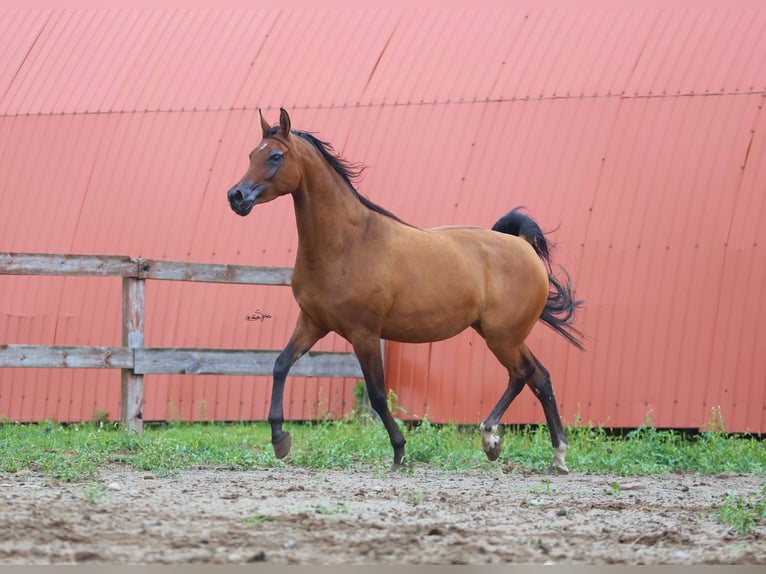 Pur-sang arabe Jument 4 Ans Bai cerise in JEZOW