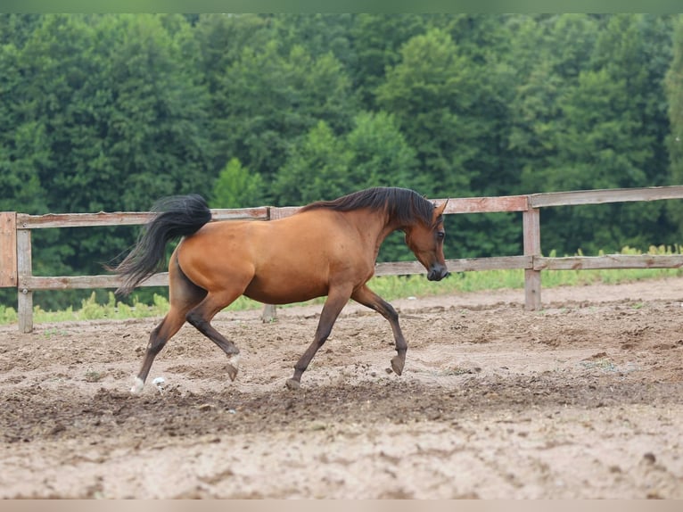 Pur-sang arabe Jument 4 Ans Bai cerise in JEZOW