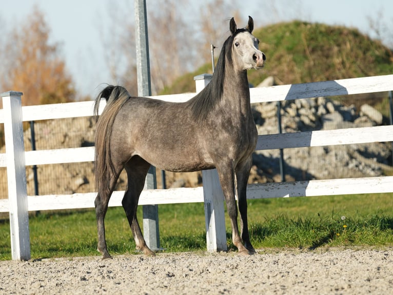 Pur-sang arabe Jument 4 Ans Gris in Wola Rzędzińska