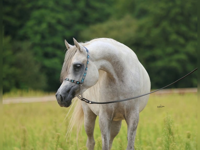 Pur-sang arabe Jument 4 Ans Gris in JEZOW