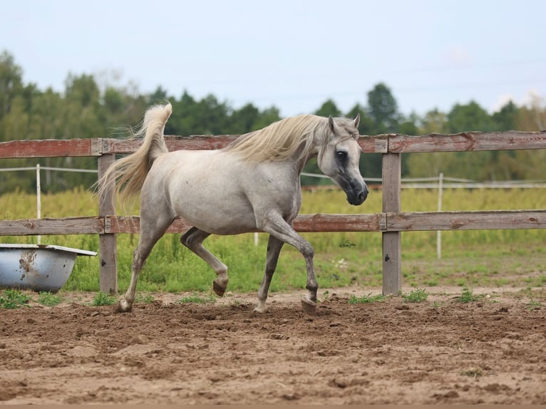 Pur-sang arabe Jument 4 Ans Gris in JEZOW