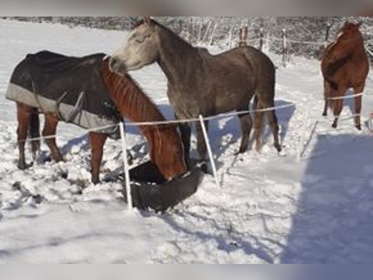 Pur-sang arabe Jument 5 Ans 140 cm Gris pommelé in Rieden