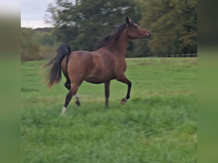 Pur-sang arabe Jument 5 Ans 150 cm Bai brun in Cours-les-Barres