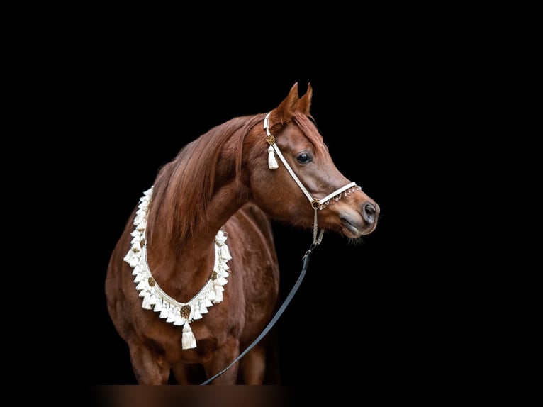 Pur-sang arabe Jument 5 Ans 151 cm Alezan in Kirchzell