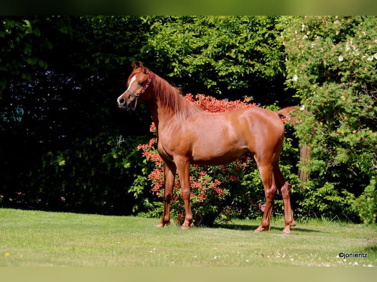 Pur-sang arabe Jument 5 Ans 154 cm Alezan in Großenkneten Pur-sang arabe Jument 5 Ans 154 cm Alezan in Großenkneten
