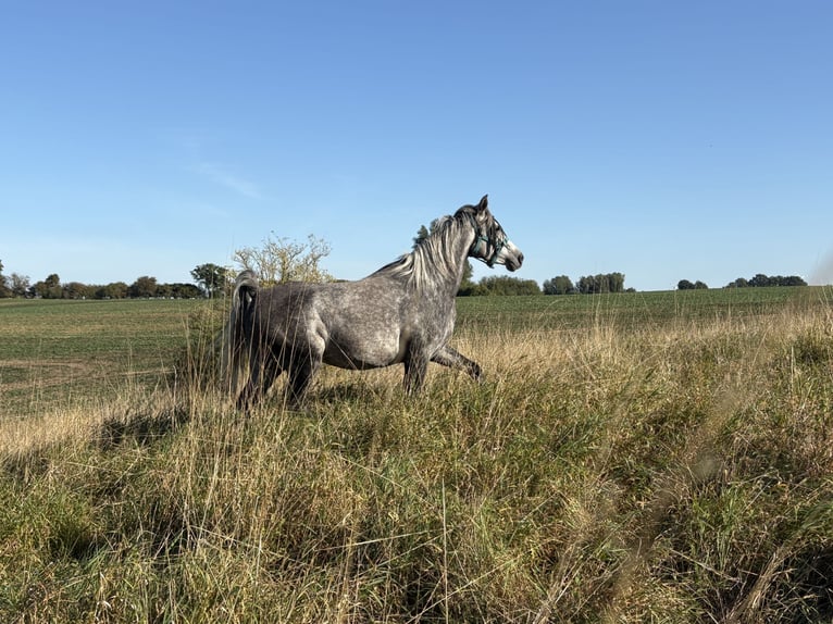 Pur-sang arabe Jument 5 Ans 154 cm Gris pommelé in Hohenkirchen / OT Manderow