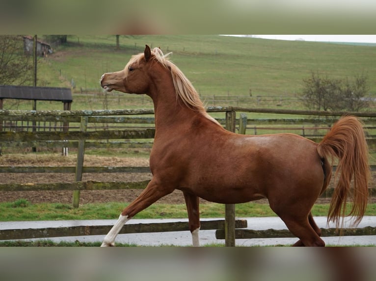Pur-sang arabe Jument 5 Ans 155 cm Alezan in Altenbeken