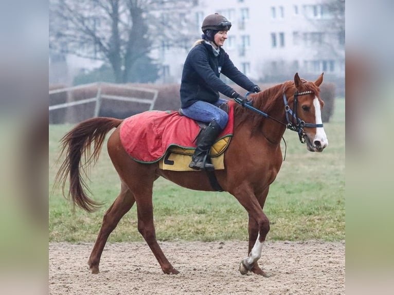 Pur-sang arabe Jument 5 Ans 155 cm Alezan in Warszawa