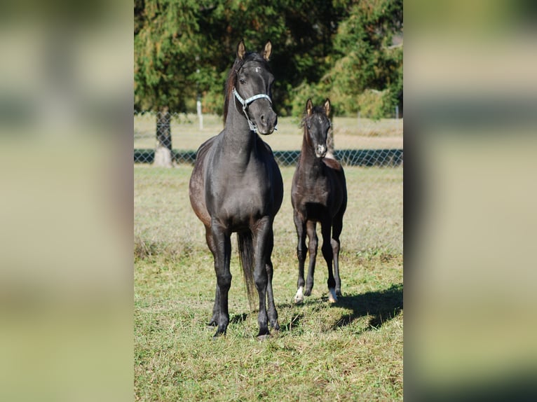 Pur-sang arabe Jument 5 Ans 155 cm Noir in Krajna Polana