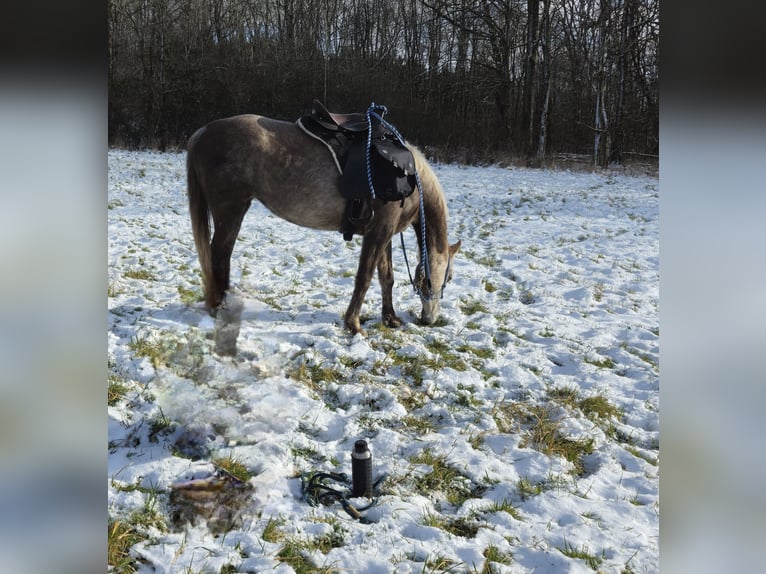 Pur-sang arabe Jument 5 Ans 156 cm in Schotten