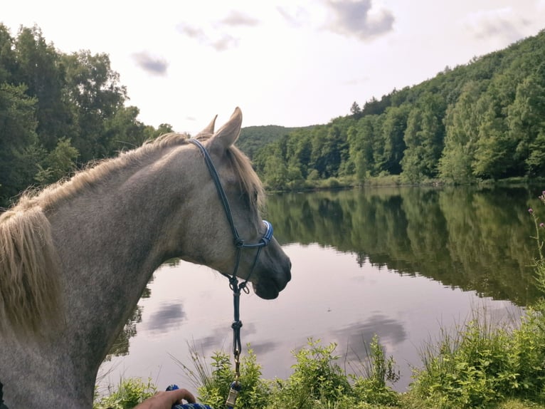 Pur-sang arabe Jument 5 Ans 156 cm in Schotten