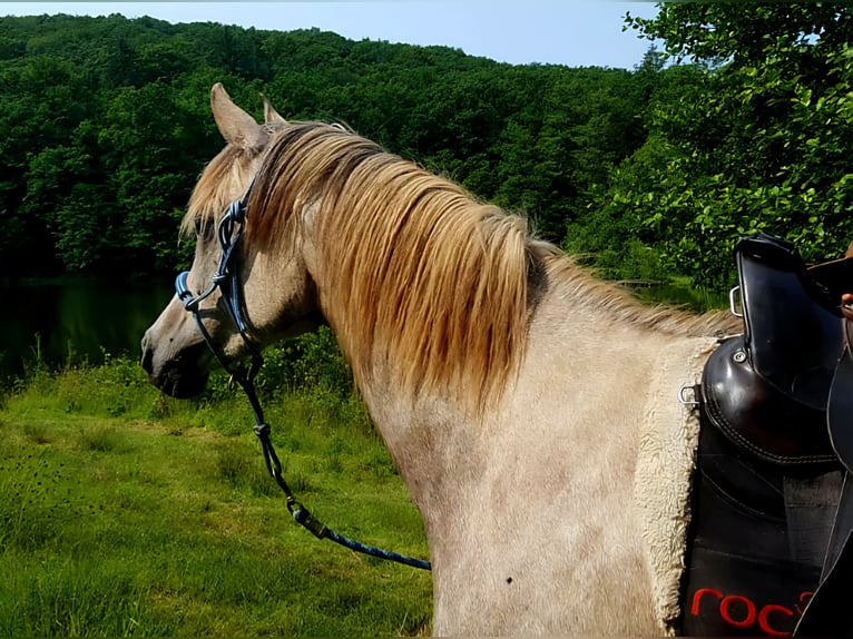 Pur-sang arabe Jument 5 Ans 156 cm in Schotten
