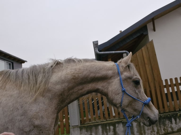 Pur-sang arabe Jument 5 Ans 156 cm in Schotten