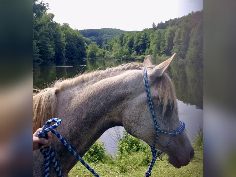 Pur-sang arabe Jument 5 Ans 156 cm in Schotten