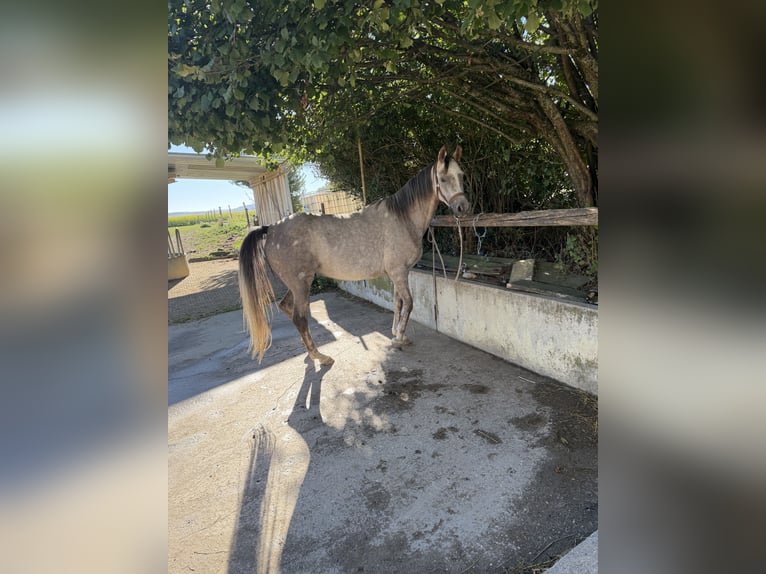Pur-sang arabe Jument 5 Ans 157 cm Alezan in Biel-Benken BL