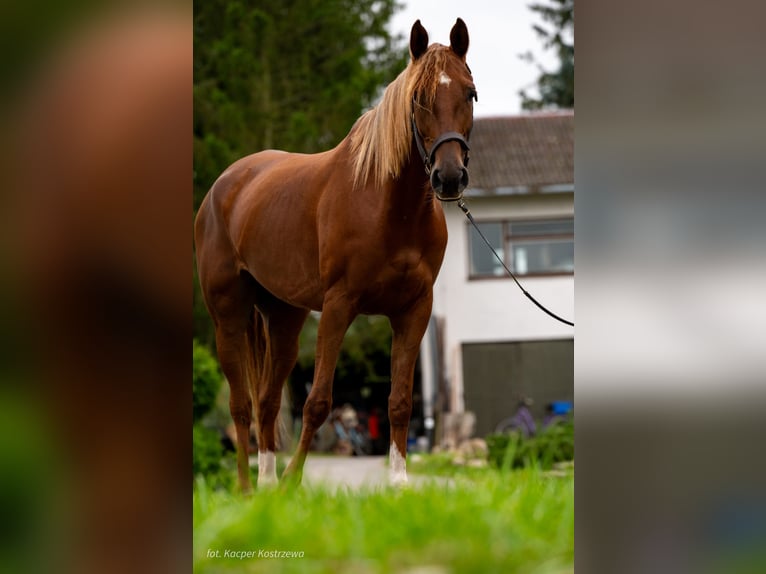 Pur-sang arabe Jument 5 Ans 157 cm Alezan in Pokrzywnica