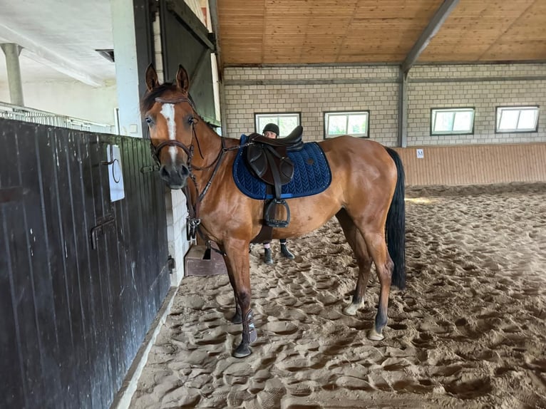 Pur-sang arabe Jument 5 Ans 157 cm Bai cerise in Porąbka