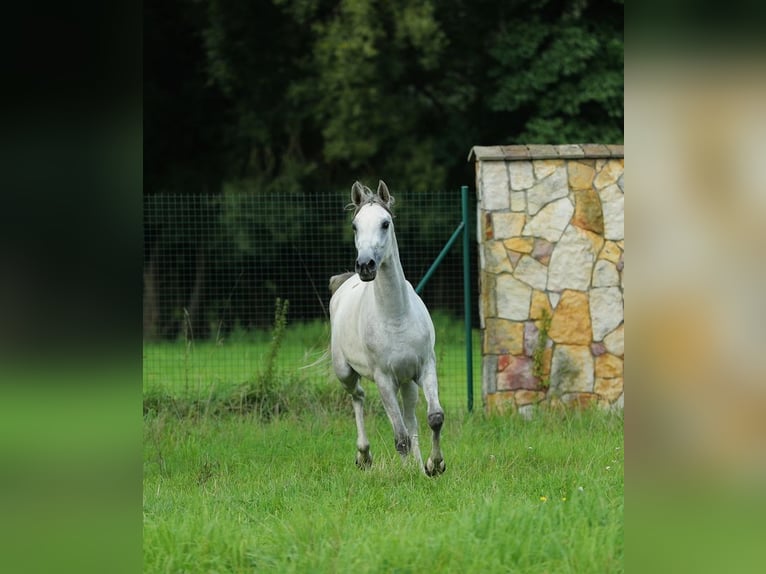 Pur-sang arabe Jument 5 Ans 157 cm Gris in Warszawa