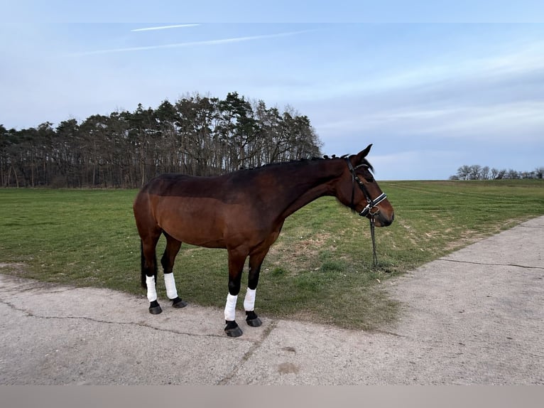 Pur-sang arabe Jument 5 Ans 160 cm Bai in Mühlhausen