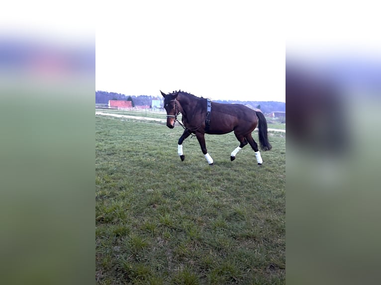 Pur-sang arabe Jument 5 Ans 160 cm Bai in Mühlhausen