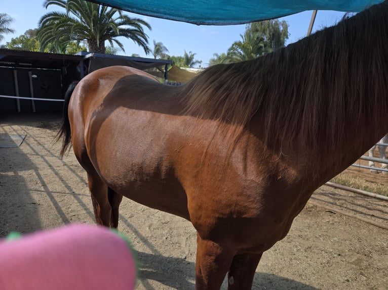 Pur-sang arabe Jument 5 Ans 163 cm Alezan in Vista, ca