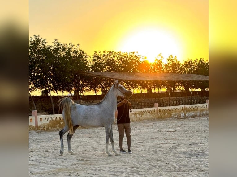 Pur-sang arabe Jument 5 Ans Gris in Hurghada