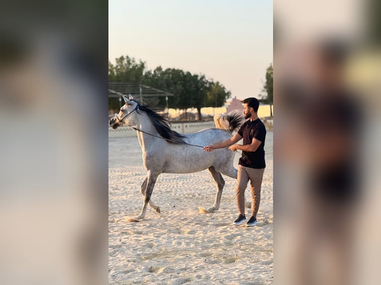 Pur-sang arabe Jument 5 Ans Gris in Hurghada