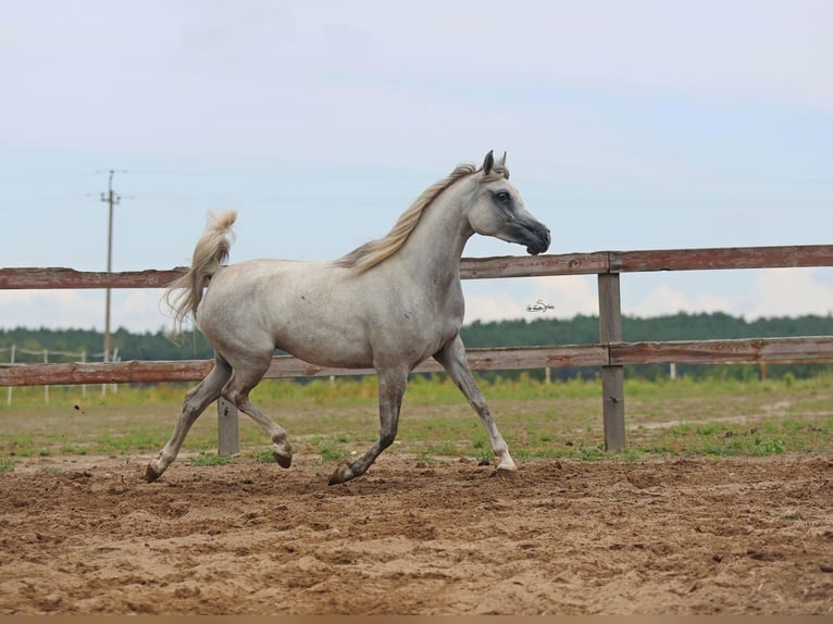 Pur-sang arabe Jument 5 Ans Gris in JEZOW