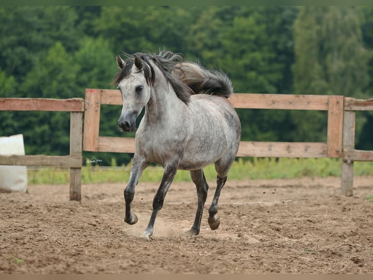 Pur-sang arabe Jument 5 Ans Gris in JEZOW