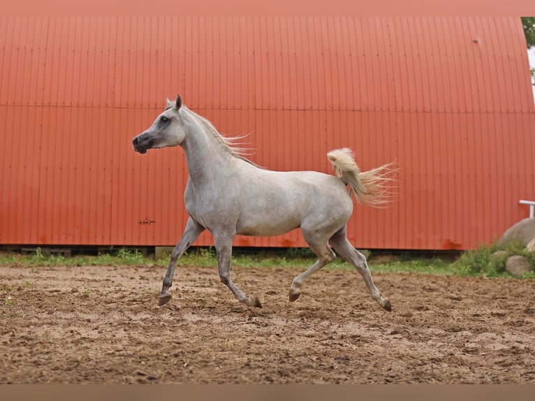 Pur-sang arabe Jument 5 Ans Gris in JEZOW