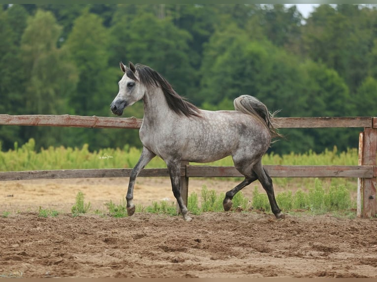 Pur-sang arabe Jument 5 Ans Gris in JEZOW