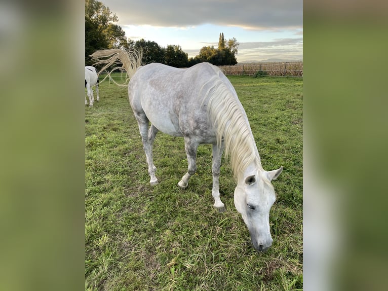 Pur-sang arabe Jument 6 Ans 148 cm Gris in Freiburg im BreisgauFReiburg